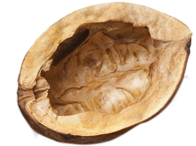 walnut