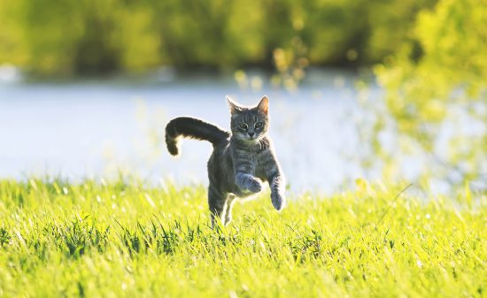 cat running
