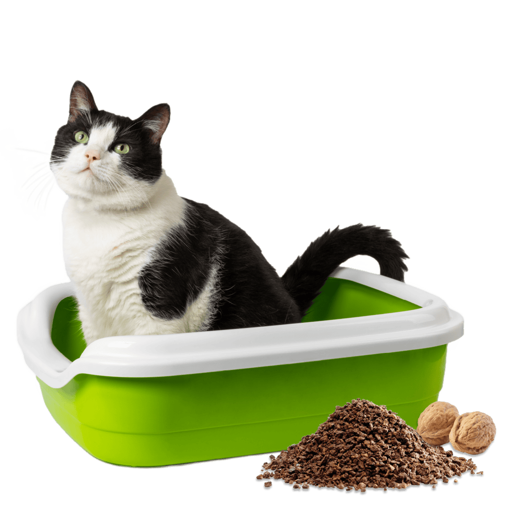 Cat in litter